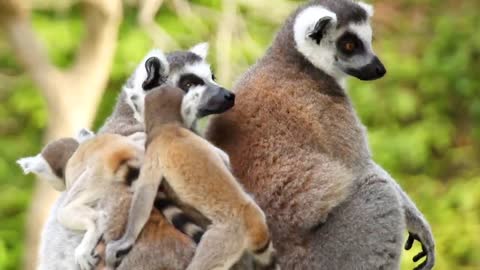 Two ring-tailed lemurs