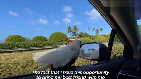 Parrot love's to "surf" on his dad's car window