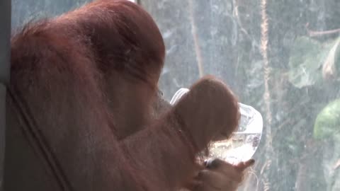 Like a human, the orangutan drinks water from a glass.
