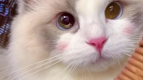 Aww Cute Cats Videos #catmeow Funny Animals Compilation😹 Try Not To Laugh Challenge MV59 #shorts