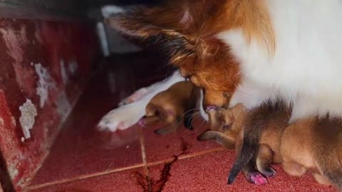 Mimi Gave Birth 5 Cute Puppies - She Becomes Newborn Mother Dog Now | Viral Dog Puppy