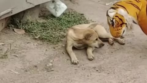 Dog tiger prank