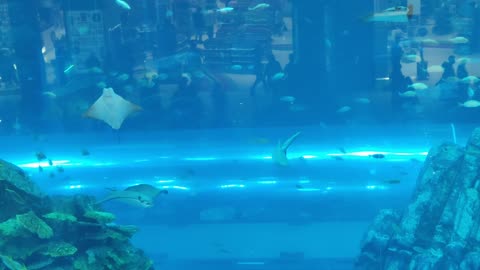 Dubai Aquarium Dubai Mall