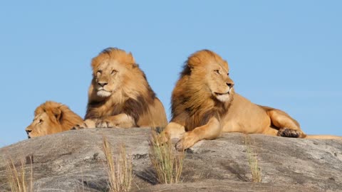 Lion relaxing