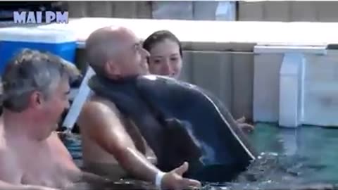 Best Funny Dolphin VIdeos 2024