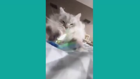 Cute Funny Cat Videos