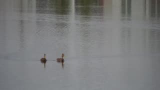 mallard ducks in lake 1-12-2024