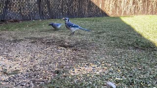 Blue Jays and Peanuts.