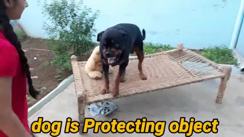 How dog showing all training skills || well trained dog|| dog protection skill