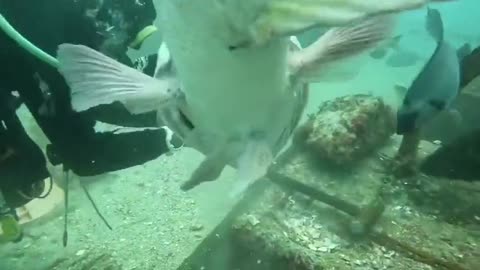 AMAZlNGNATURE Say something about this fish