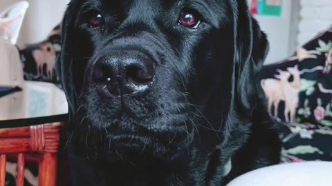 "Heartfelt Moments: Sad Black Dog Needs Your Love and Support"
