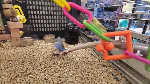 Exploring PetSmart | Animal Friends