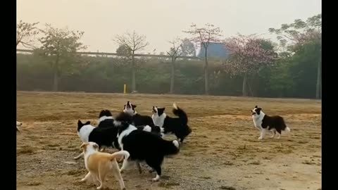 Dog's Play