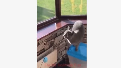 Compilation of the funniest cat videos Funny Cat Videos 2022 @Wild Animals Things: Try Not To Laugh