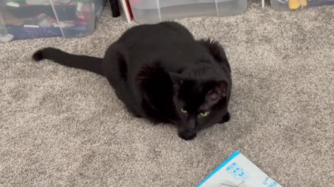 Adopting a Cat from a Shelter Vlog - Cute Precious Piper Inspects the Recycled Envelopes