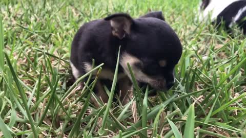 Chihuahua puppy learns by watching