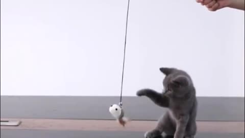 cat playing