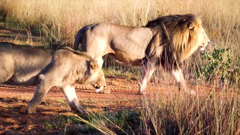 Lions don't care about sheep's opinions.