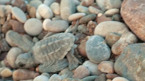 Macro of baby turtle on stone beach. Small turtle crawling on pebbles to sea