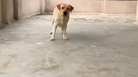 Dog playing video