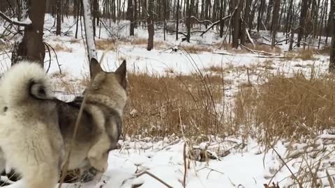 First Snow - Beowulf the Norwegian Elkhound Dog
