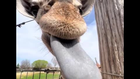 A giraffe is licking the camera with its tongue