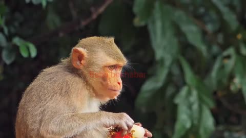 Very funny activity of monkeys on publicly, best moments of animals