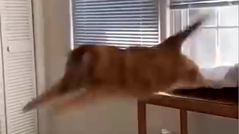 Dog cat funny video