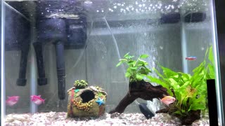 15 Minutes of Fish Relaxation!