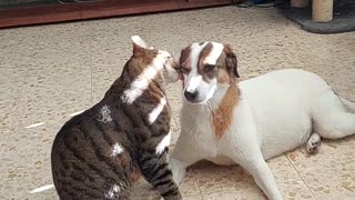 Cat Gives Face Massage to Dog