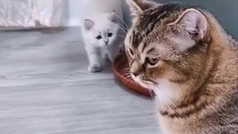 This cat just wanted to scare his friend