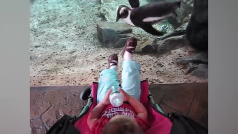Funny Baby at the Aquarium | TRY NOT TO LAUGH