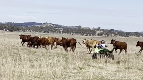 Two-Year-Old Boy Mustering Cattle Like a Boss