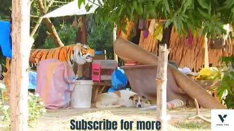 Dogs scared of fake tiger Funny Video(Part 1)😂😂
