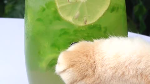 Bitter melon iced lemon soda is very suitable for summer ( ASMR) _#shorts #tik tok #cat #pet