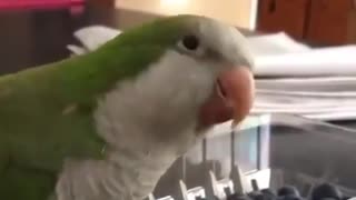 Green parrot trying to eat blueberries