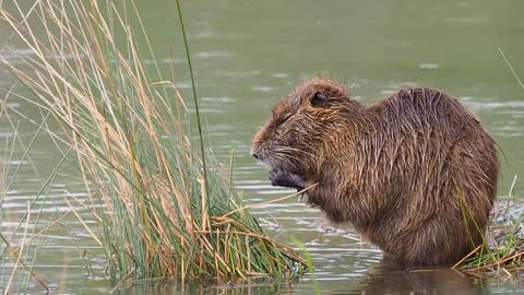 Nature Animals Rodents Nutria
