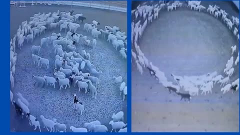 Why the flock of sheep in China were moving in Circle for 15 days