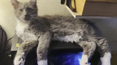 Maine Coon Kitten Getting Huge