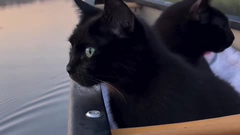 Black cats are in the boat,black cats,boats,cats riding boats