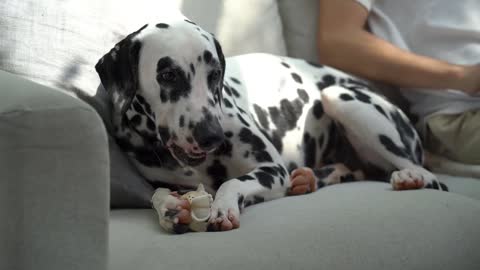 The Dalmatian breed is a delight!