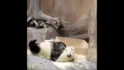 Compilation of Funny Panda Video