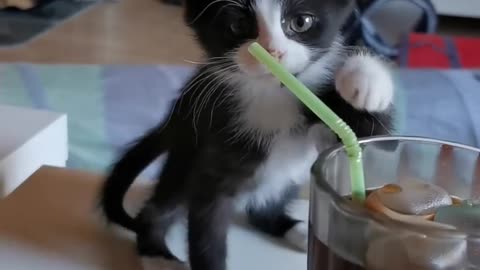 Kitten Tries to Grab Straw Placed in Glass of Soft Drink and Bite it