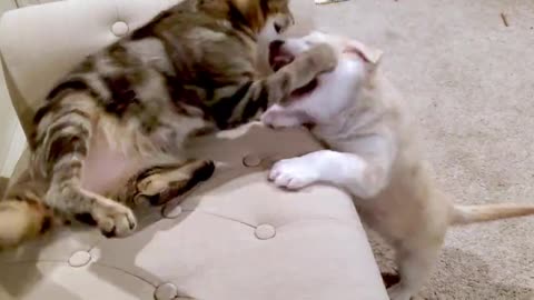 Funny Dog and Cat : Protected doggy makes a decent attempt to become a close acquaintance with disinterested feline