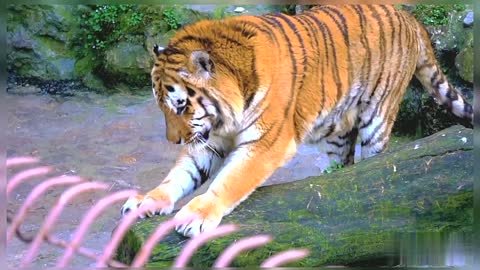 Wildlife Beautiful Wildlife Nature Beautiful Nature Wild Animals Royal Bengal Tiger