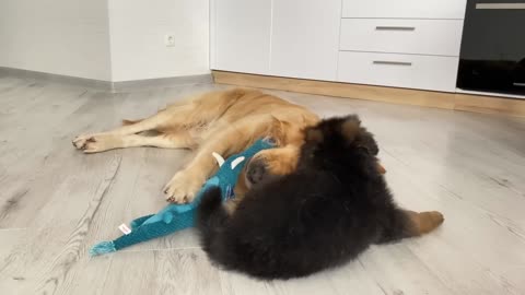 Tiny German Shepherd Puppy Has His First Ever Argument With Golden Retriever Brother