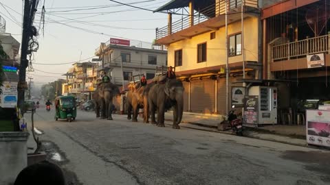 Captive elephants of Sauraha.