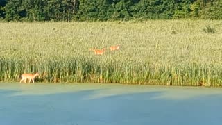 Deer on the Butler Prairie - morning 24 July 2023