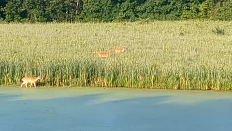 Deer on the Butler Prairie - morning 24 July 2023