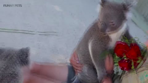 Cute Koalas Playing 🐨 Funny Koala Bears [Funny Pets]